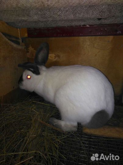 Кролики Калифорнийцы