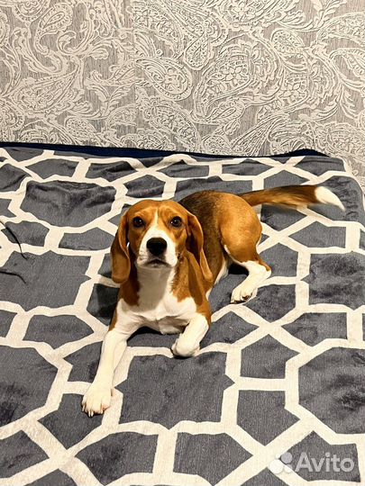 Бигль щенки