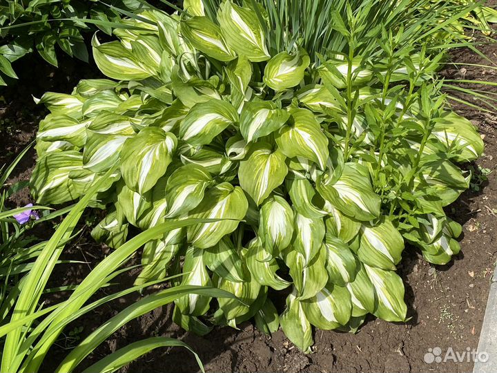 Хоста разных сортов