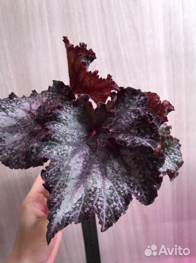 Бегония декоротивно-лиственная