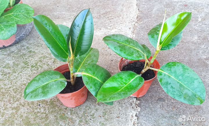 Фикус Бенджамина Робуста Абиджан Лирата колумнарис