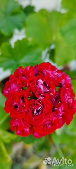 Пеларгония герань