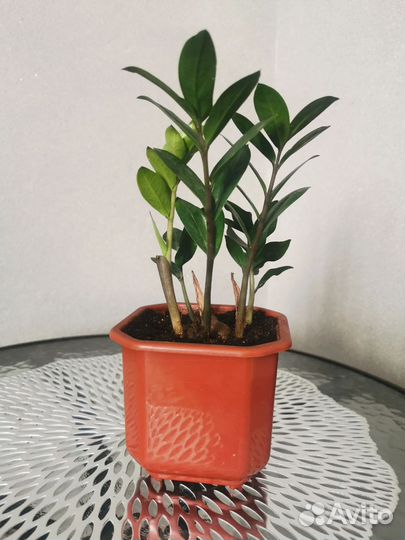 Замиокулькас