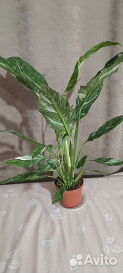 Спатифиллум вариегатный даймонд