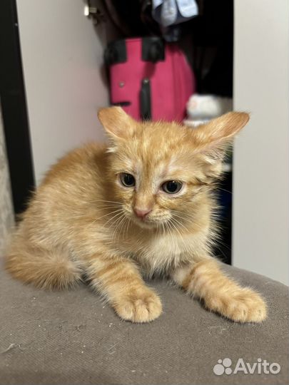 Котенок мальчик