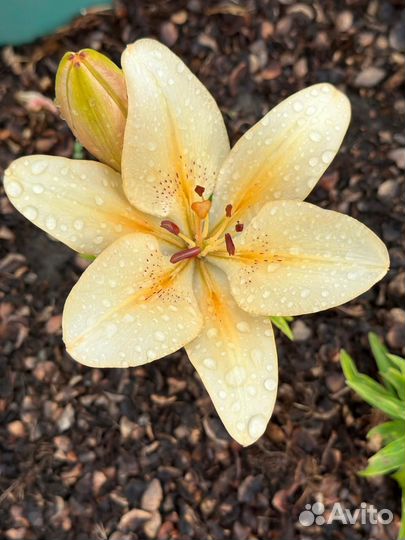 Лилии зимостойкие