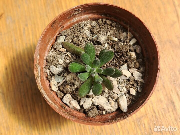 Суккуленты, каланхоэ и толстянка