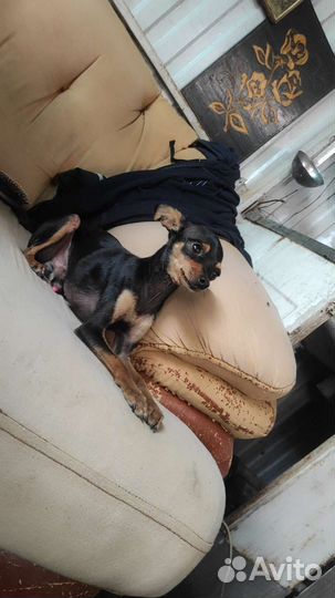 Мини той-терьер