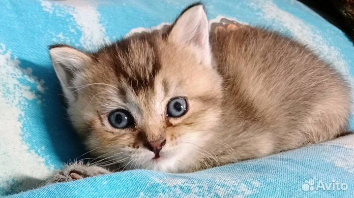 Котята британской шиншиллы
