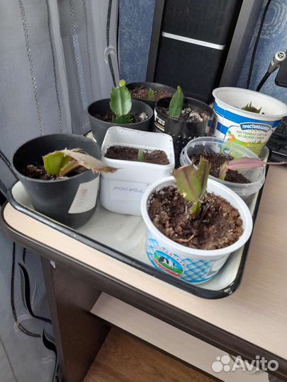 Декабрист шлюмбергера сортовые