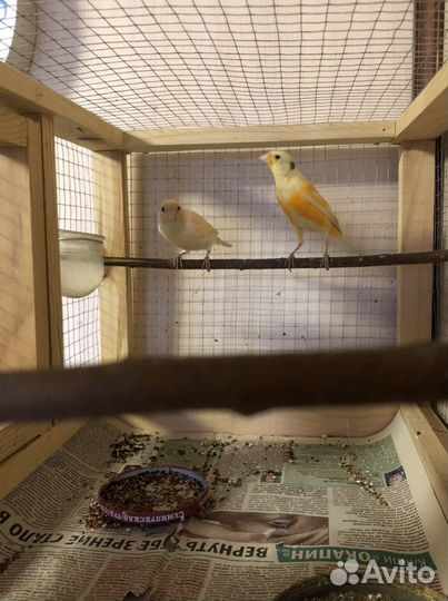 Певчие и дикие птицы