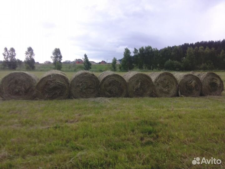 Сено луговое и посевное урожай 2023 года