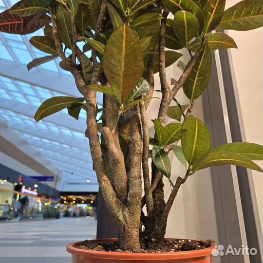 Кротон кодиеум Петра