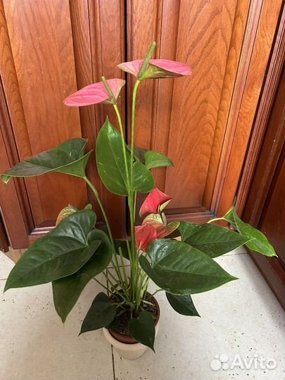 Антуриум ярко розовый пышные кусты