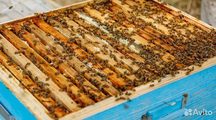 Мед Майский оптом