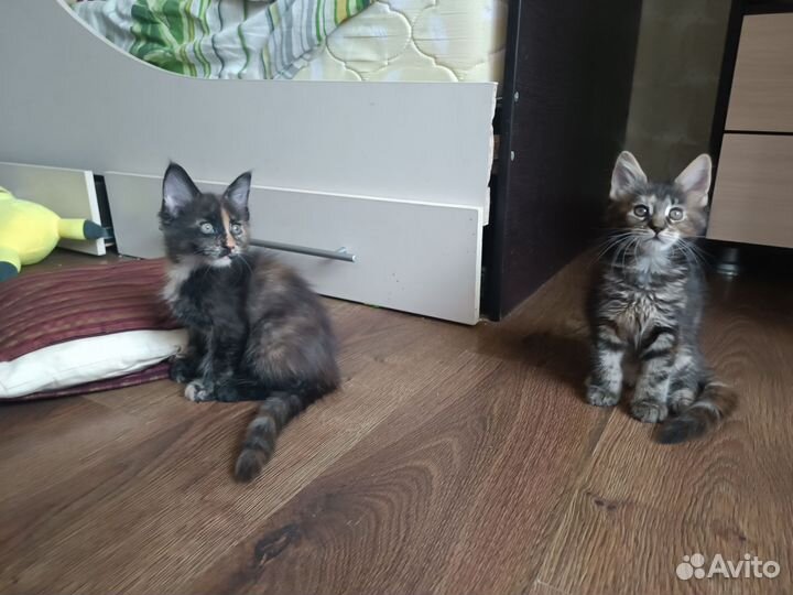 Котята мейн-кун