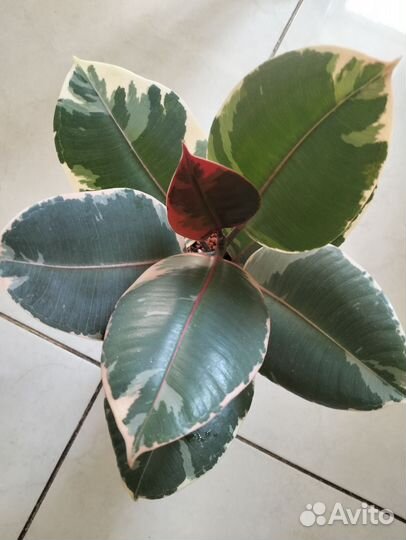 Фикус Белиз