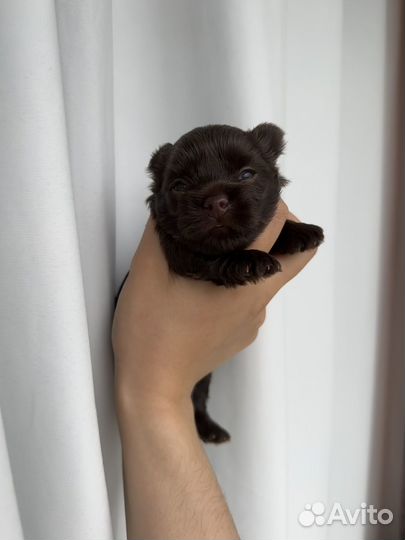 Шоколадный йорк, биро, цветной йорк, бивер