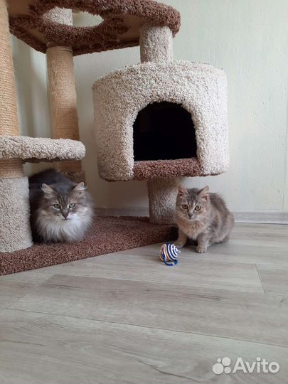 Микро кошка ищет дом