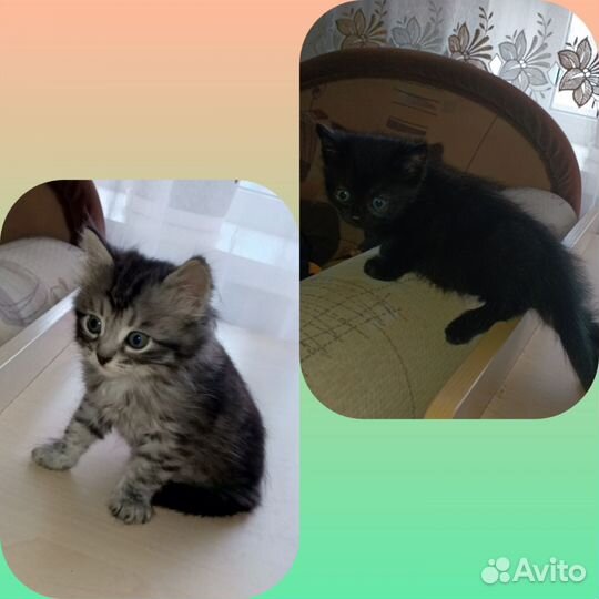 Отдам в добрые руки котят