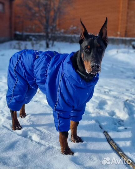 Комбинезон для крупной собаки