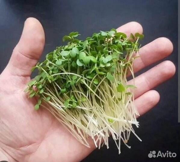 Пророщенные зерна ржи маша микрозелени