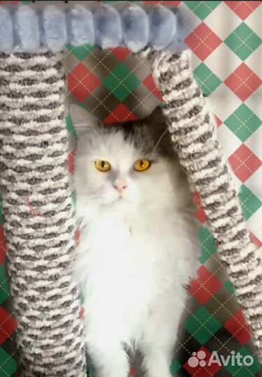 Котик Филимон