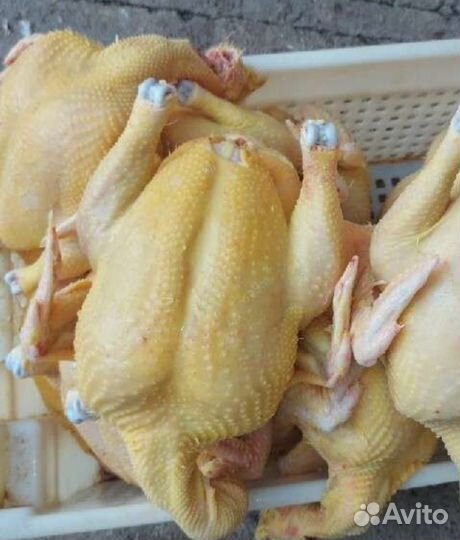 Мясо домашней курицы