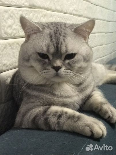 Британский кот для вязки