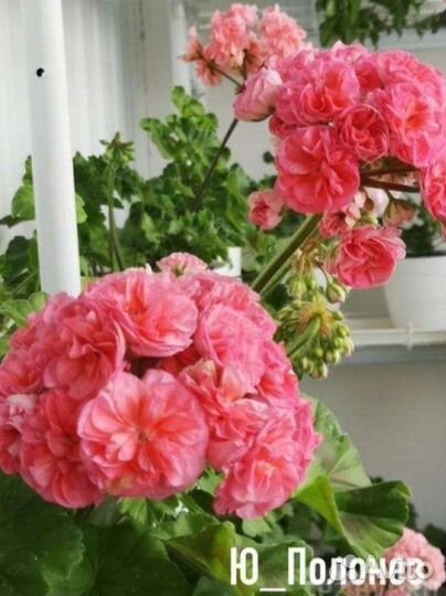 Пеларгония герань