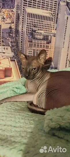 Передержка животных