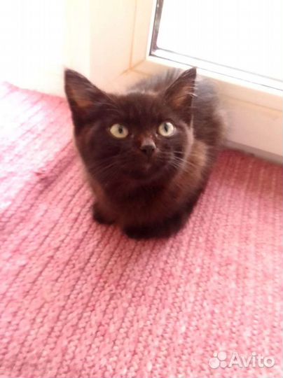 Котенок в подьезде