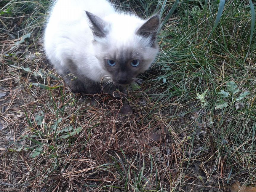 Котёнок сиамской расцветки мальчик и девочка