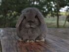 Карликовый кролик кастрированный с клеткой объявление продам