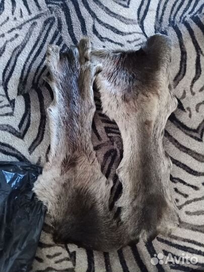 Шкурка животного