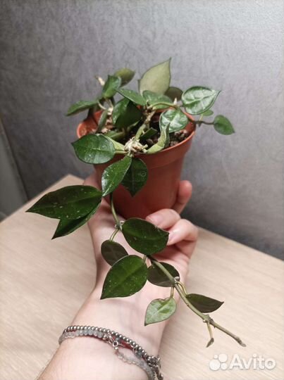 Хойи разные