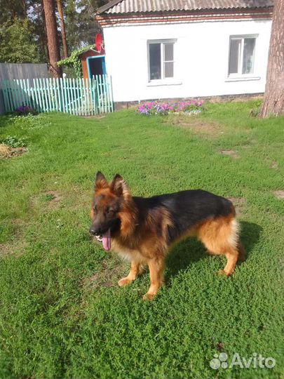 Немецкая овчарка