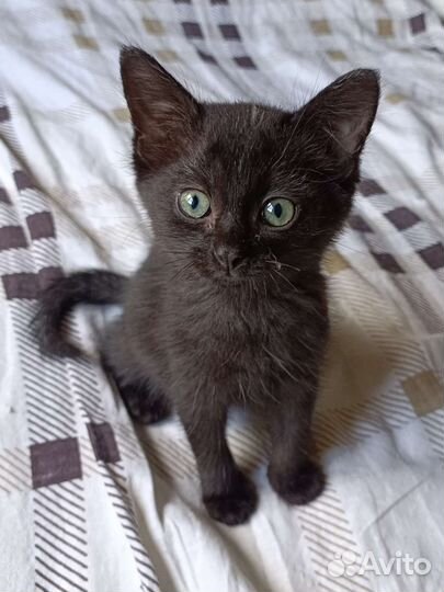 Машуня из леса