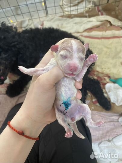 Девочка мальтипу крем-брюле