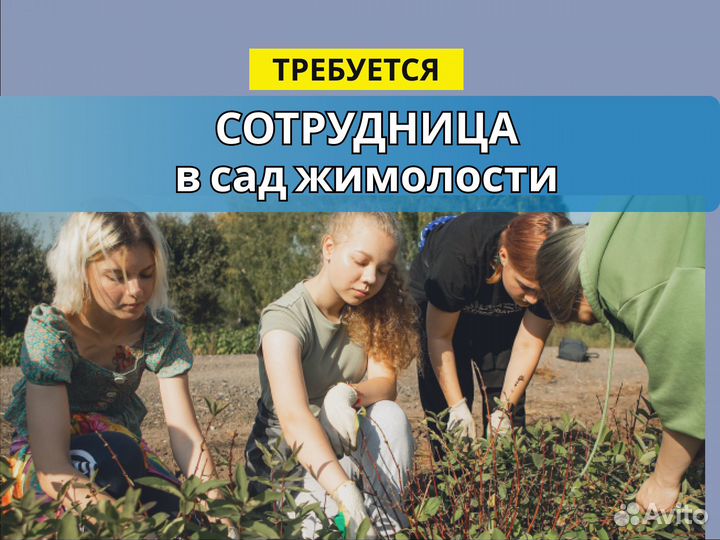 Сотрудница в сад жимолости. Ежедневная выплата