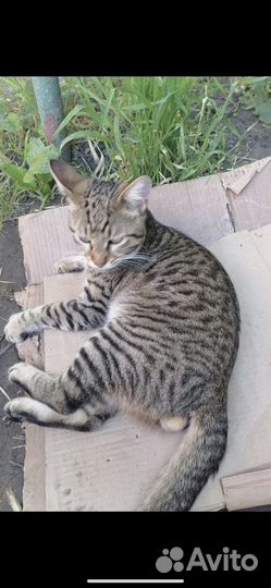 Чей кот
