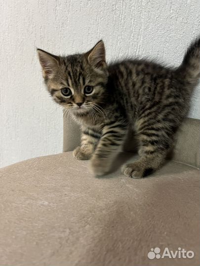 Британские котята