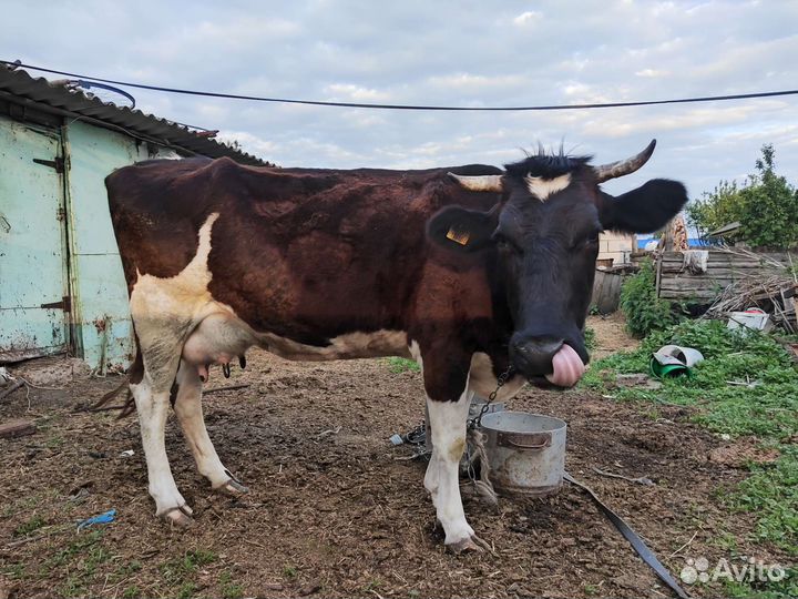 Корова стельная дойная