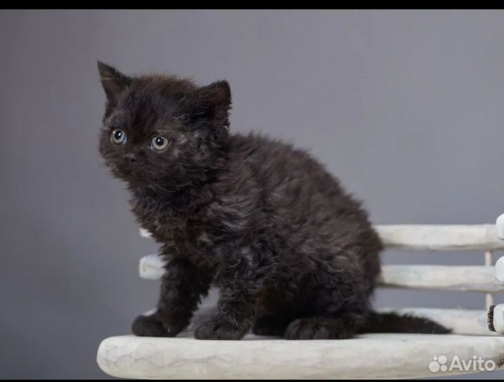 Кудрявые малыши