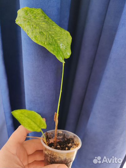 Калатея нетворк