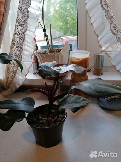 Филодендрон Ред эмеральд