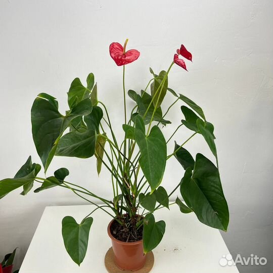 Антуриум Андре