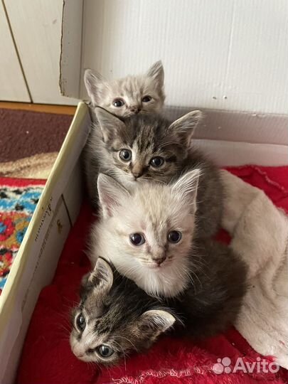Котята