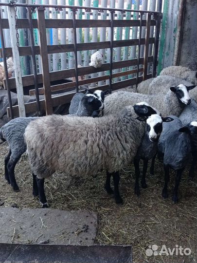 Баран романовский