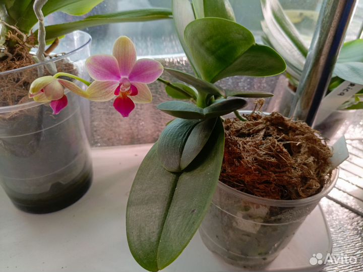 Орхидея фаленопсис Summer Song